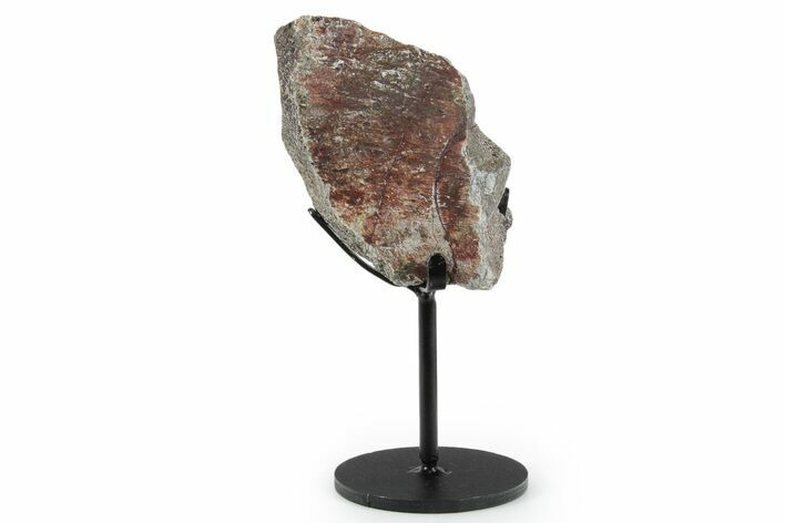 Fossil Sauropod Vertebra Section with Metal Stand - Colorado #350626